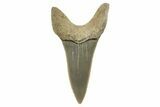 Fossil Shortfin Mako Tooth - Lee Creek (Aurora), NC #294740-1